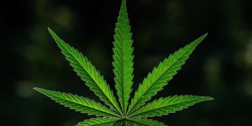 10 Biggest Cannabis Stocks in the US and Canada